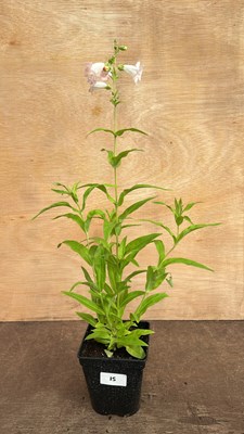 Lot 1015 - Penstemon Apple Blossom