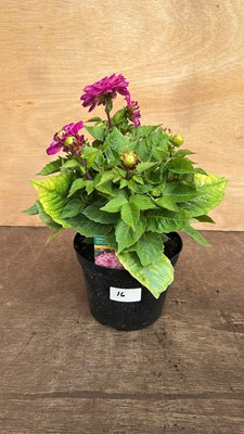 Lot 1016 - Dahlia Lubega Power Violet Bicolor