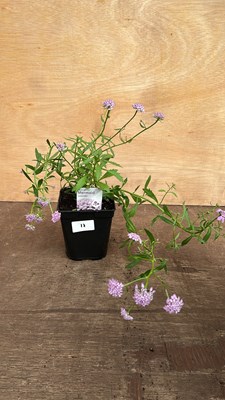 Lot 1017 - Iberis Mermaid Lavender