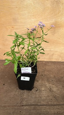 Lot 1018 - Iberis Mermaid Lavender