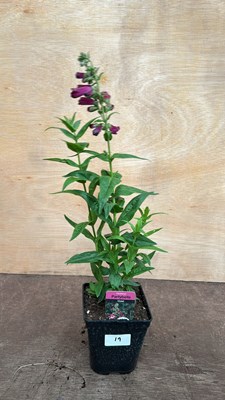 Lot 1019 - Penstemon Partybells