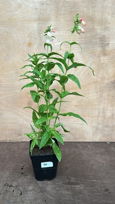 Lot 1020 - Penstemon Apple Blossom
