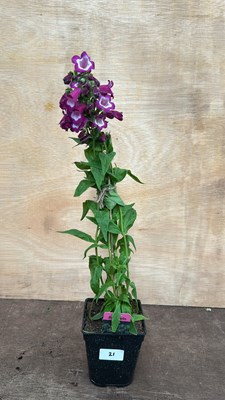 Lot 1021 - Penstemon Partybells Vioet