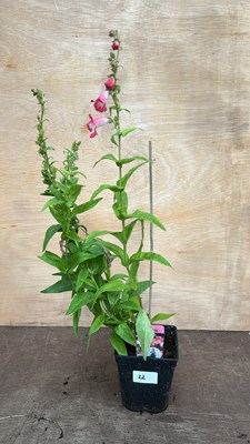 Lot 1022 - Penstemon Phoenix Pink/ White