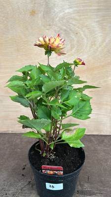 Lot 1024 - Dahlia Red Bicolor