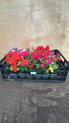 Lot 1025 - Crate of 4 - 6 pack busy lizzies