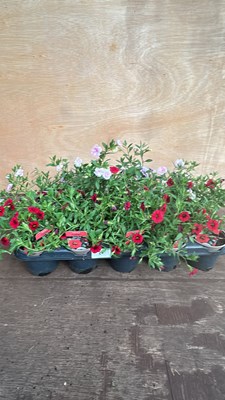 Lot 1027 - tray of 15 Calibrachoa