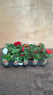 Lot 1028 - tray of 15 Begonia