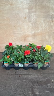 Lot 1029 - tray of 15 Begonias
