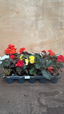 Lot 1030 - Tray of 15 Begonias