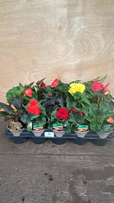Lot 1031 - tray of 15 Begonias