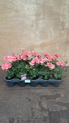 Lot 1033 - tray of 15 upright Geraniums