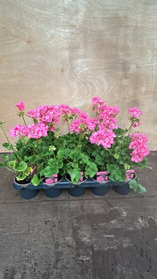 Lot 1034 - tray of 15 upright Geraniums