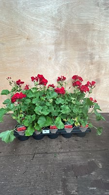 Lot 1038 - Tray of 10 upright Geraniums