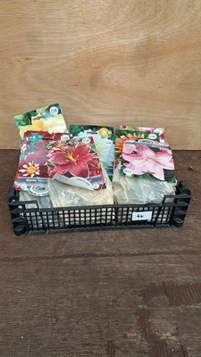 Lot 1044 - mixed crate of 9 summer bulbs