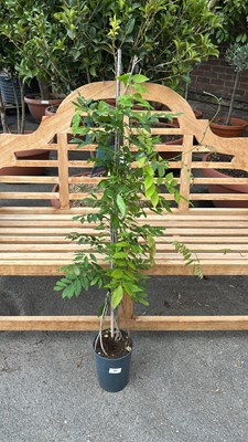 Lot 1045 - Wisteria Floribunda - Domino