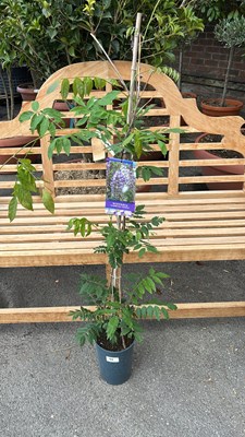 Lot 1046 - Wisteria Floribunda ‘Domino’