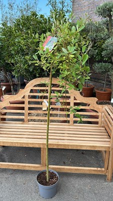 Lot 1047 - Salix Kilmarnock weeping pussy willow tree