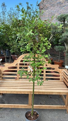 Lot 1048 - Salix Kilmarnock weeping pussy willow tree