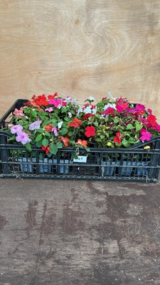 Lot 1049 - crate of 4 - 6 pack begonias