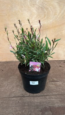 Lot 1050 - Gaura - Gaudi Pink