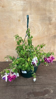 Lot 1052 - hanging pot of Fuschias