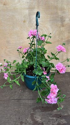 Lot 1053 - hanging pot of Geraniums