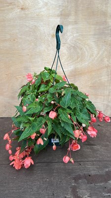 Lot 1054 - Hanging pot of Begonias