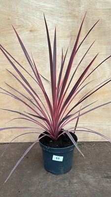 Lot 1055 - Cordyline - Charlie Boy