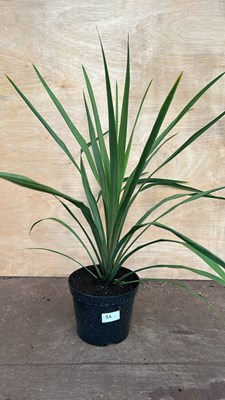 Lot 1056 - Green Cordyline