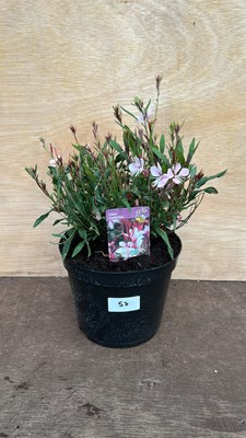 Lot 1057 - Gaura - Gaudi Pink