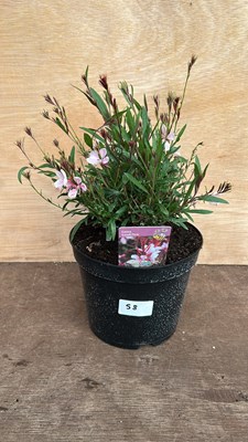Lot 1058 - Gaura - Gaudi Pink