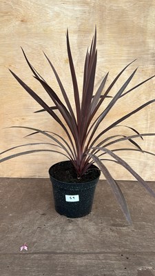 Lot 1059 - Red Cordyline