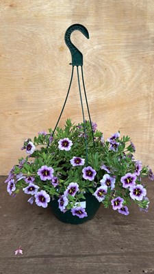 Lot 1060 - hanging pot of Petunias