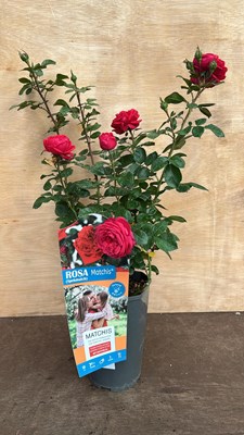 Lot 1061 - Scented red rose