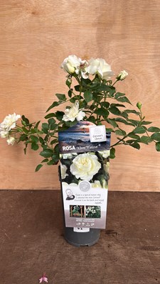 Lot 1062 - Scented Rose - White Meilove