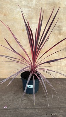 Lot 1063 - Red Cordyline