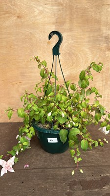 Lot 1064 - hanging pot with Fucshias