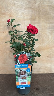 Lot 1065 - scented rose - Matchis