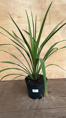 Lot 1066 - green cordyline