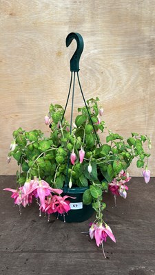 Lot 1067 - Hanging pot with Fuschias