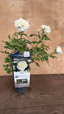 Lot 1068 - scented rose - white Meilove