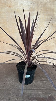 Lot 1069 - Red Cordyline