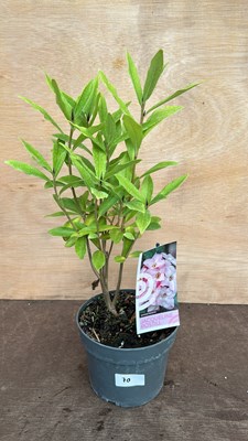 Lot 1070 - Scented Daphne - Jacqueline Postill