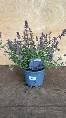 Lot 1071 - Nepeta Perrsian Blue