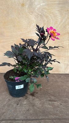 Lot 1073 - Dahlia Happy Days Purple