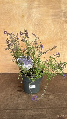 Lot 1074 - Nepeta Kit Kat