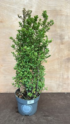 Lot 1075 - Ilex bush
