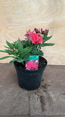 Lot 1076 - Alstromeria