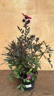 Lot 1077 - Dahlia - Happy Days Purple
